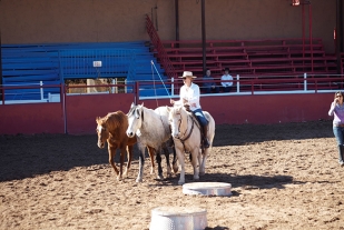 Three-horses-in-Corona-arena